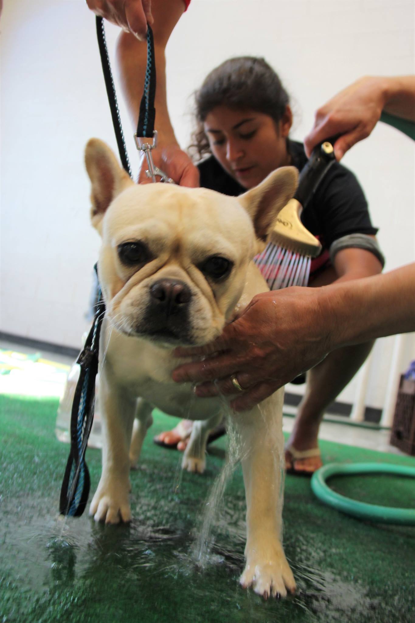 DogWash_2016_11.jpg