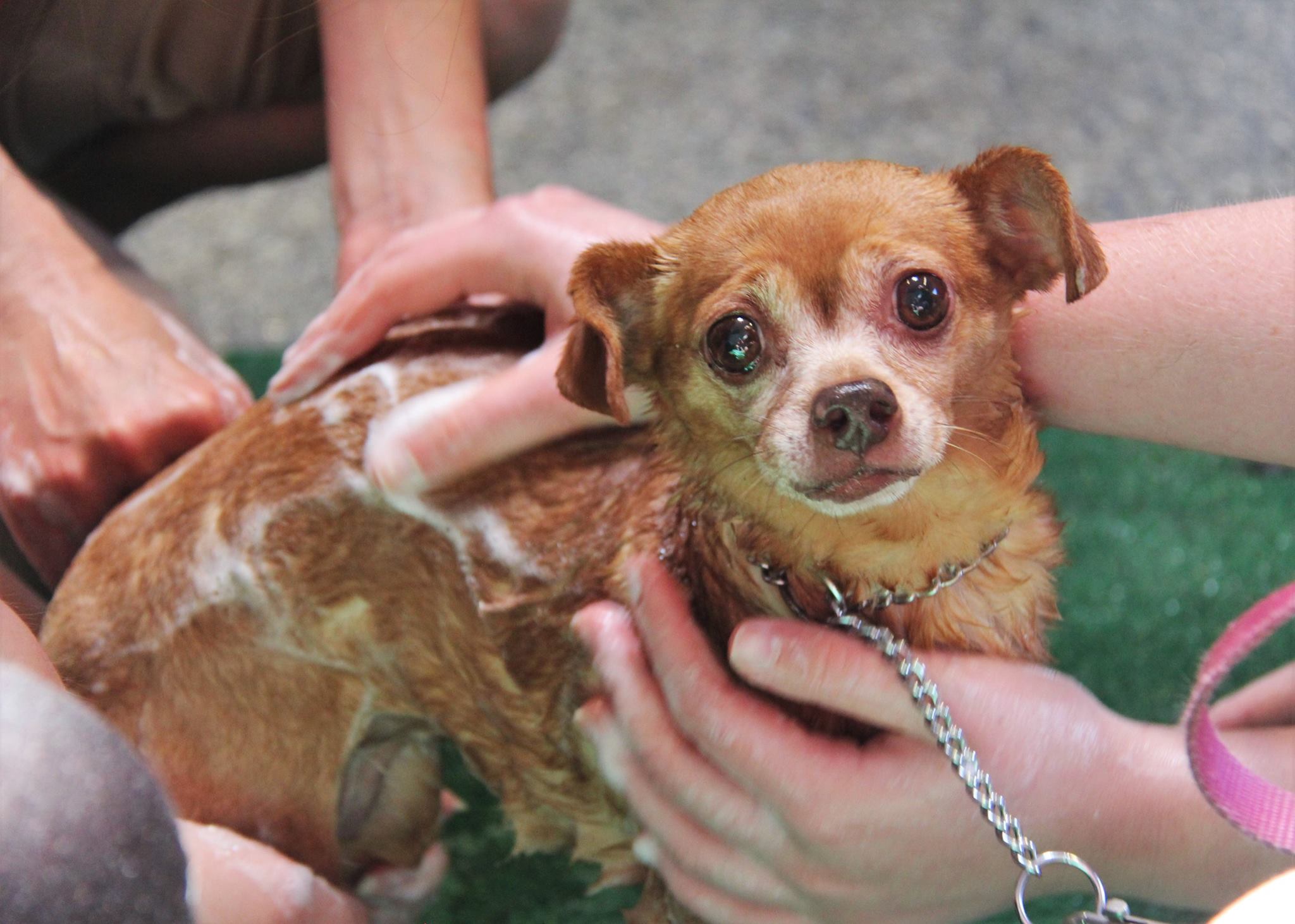 DogWash_2016_33.jpg