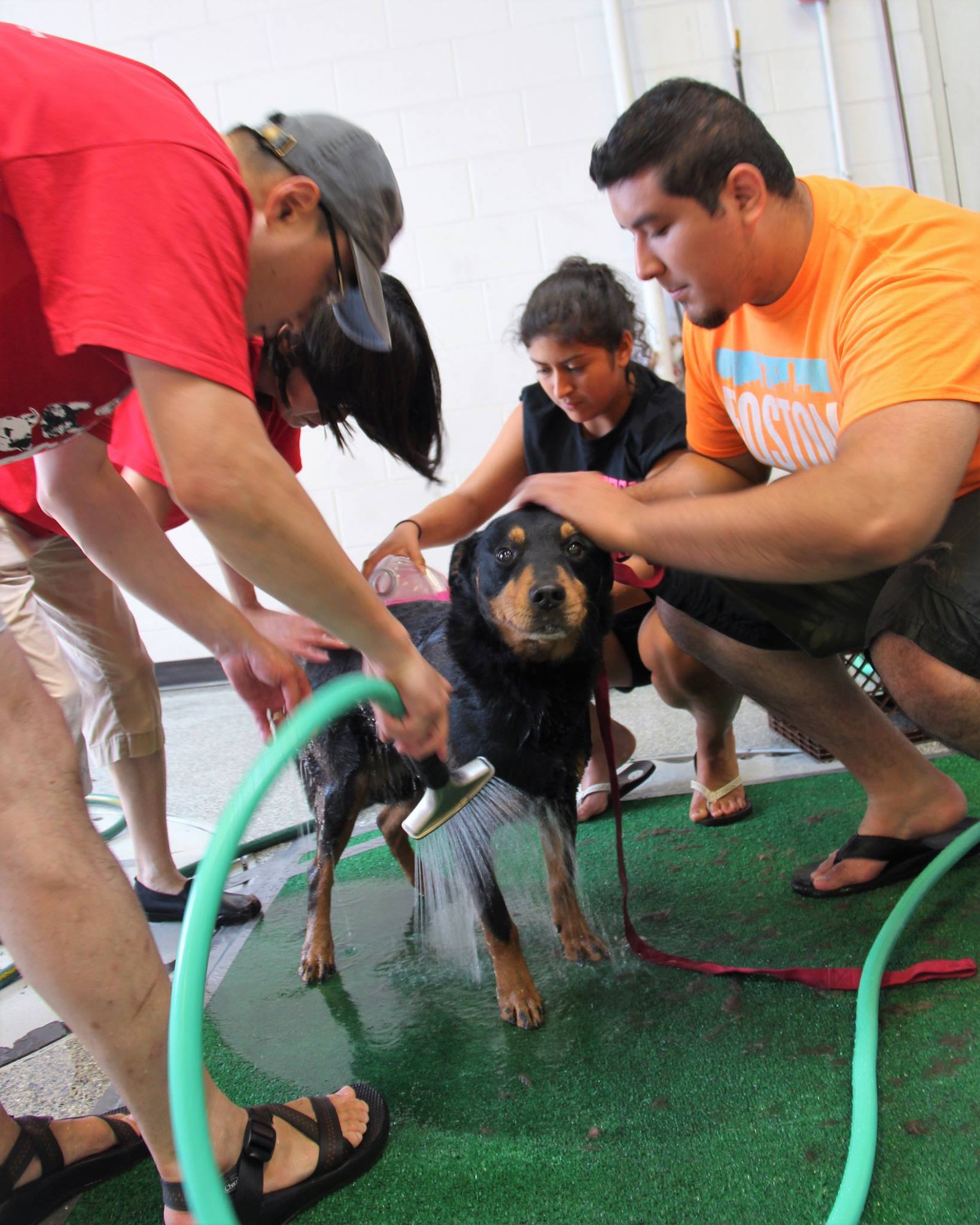 DogWash_2016_5.jpg