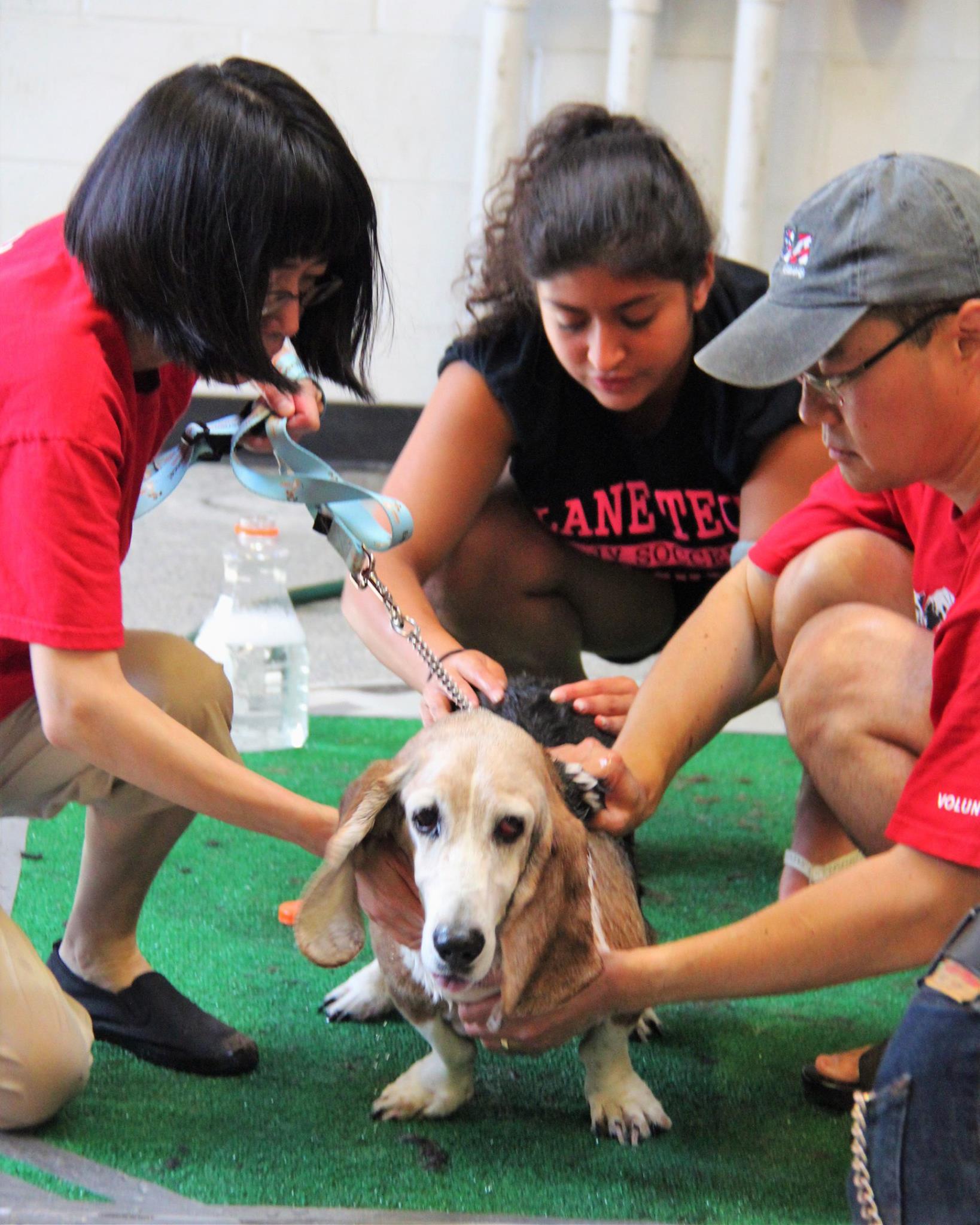 DogWash_2016_8.jpg
