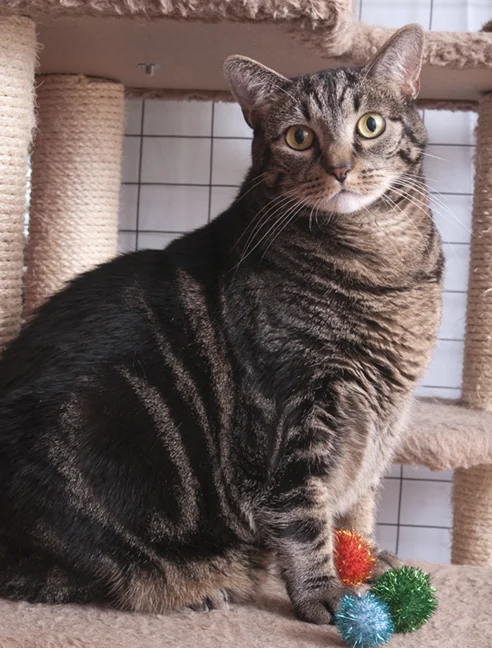 C.A.R.E. Cat Queen Agatha serves as the first beneficiary of the Precious Pays It Forward project.