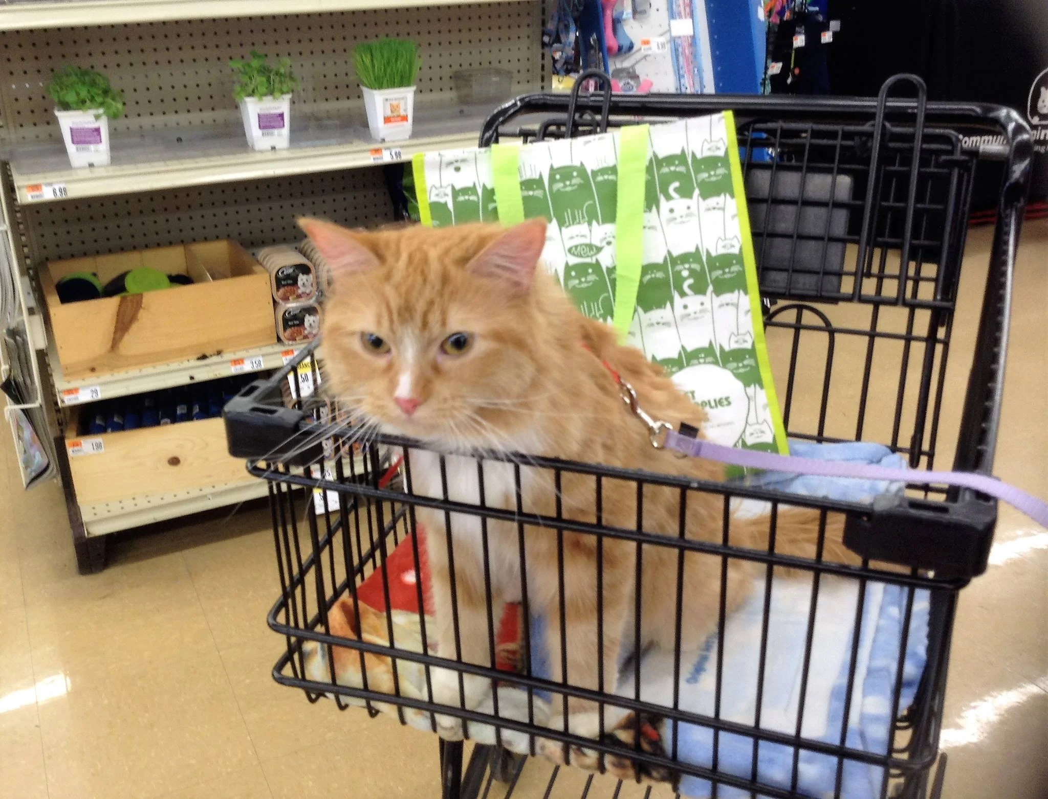 petsmart supplies plus