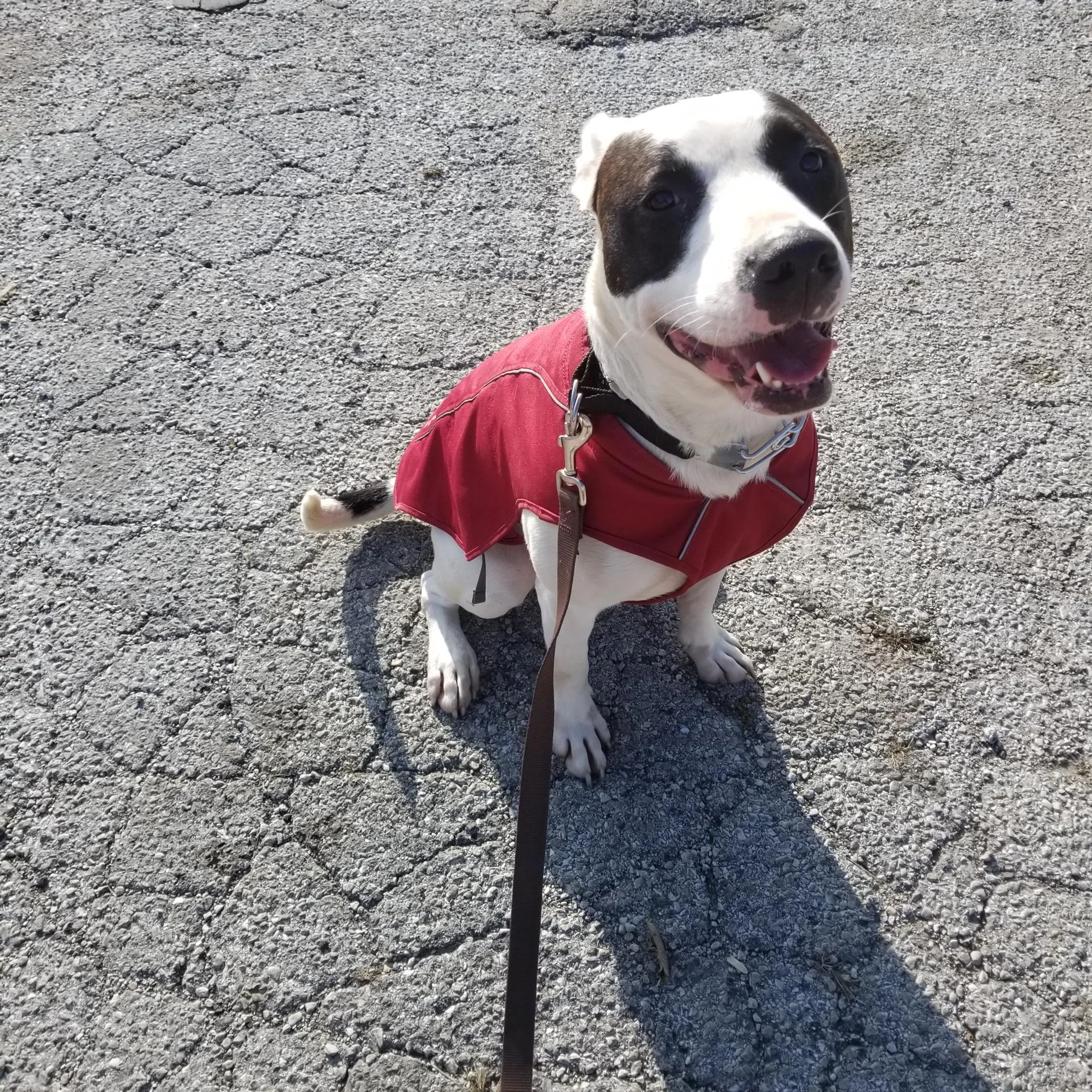 C.A.R.E. dog Clyde, modeling a warm dog jacket, is available for adoption. Clyde is a big, bouncing boy, great with other dogs, super well-mannered thanks to living with a dog trainer, and always ready to chase squirrels and cats. Clyde’s dream family has a fenced-in back yard plus another dog or two to be Clyde’s friend, and no small kids (because of Clyde’s exuberance). Learn more about Clyde at carenorthshore.org .