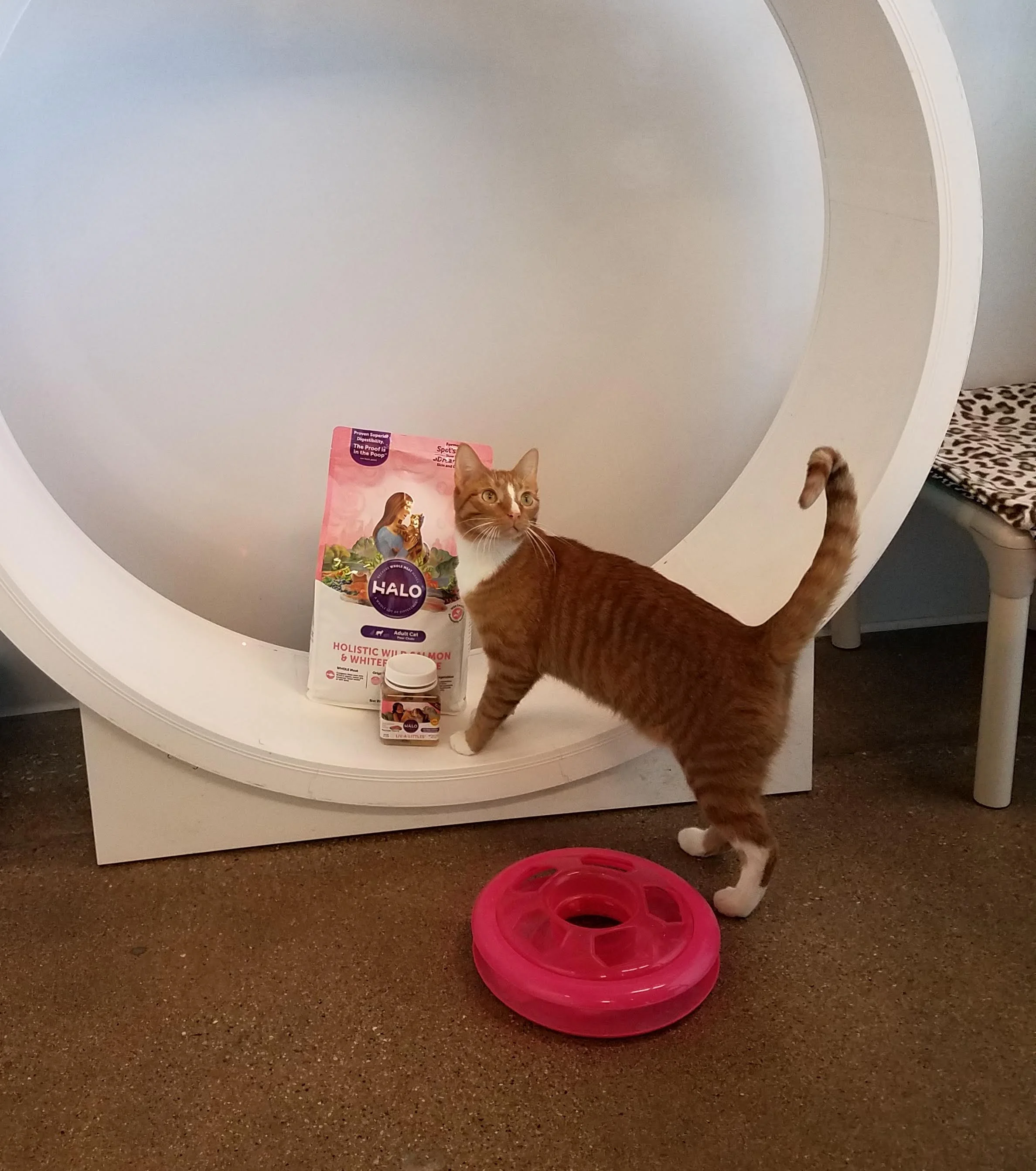 C.A.R.E. Chosen for The Jackson Galaxy Project’s LifeSaving Cat