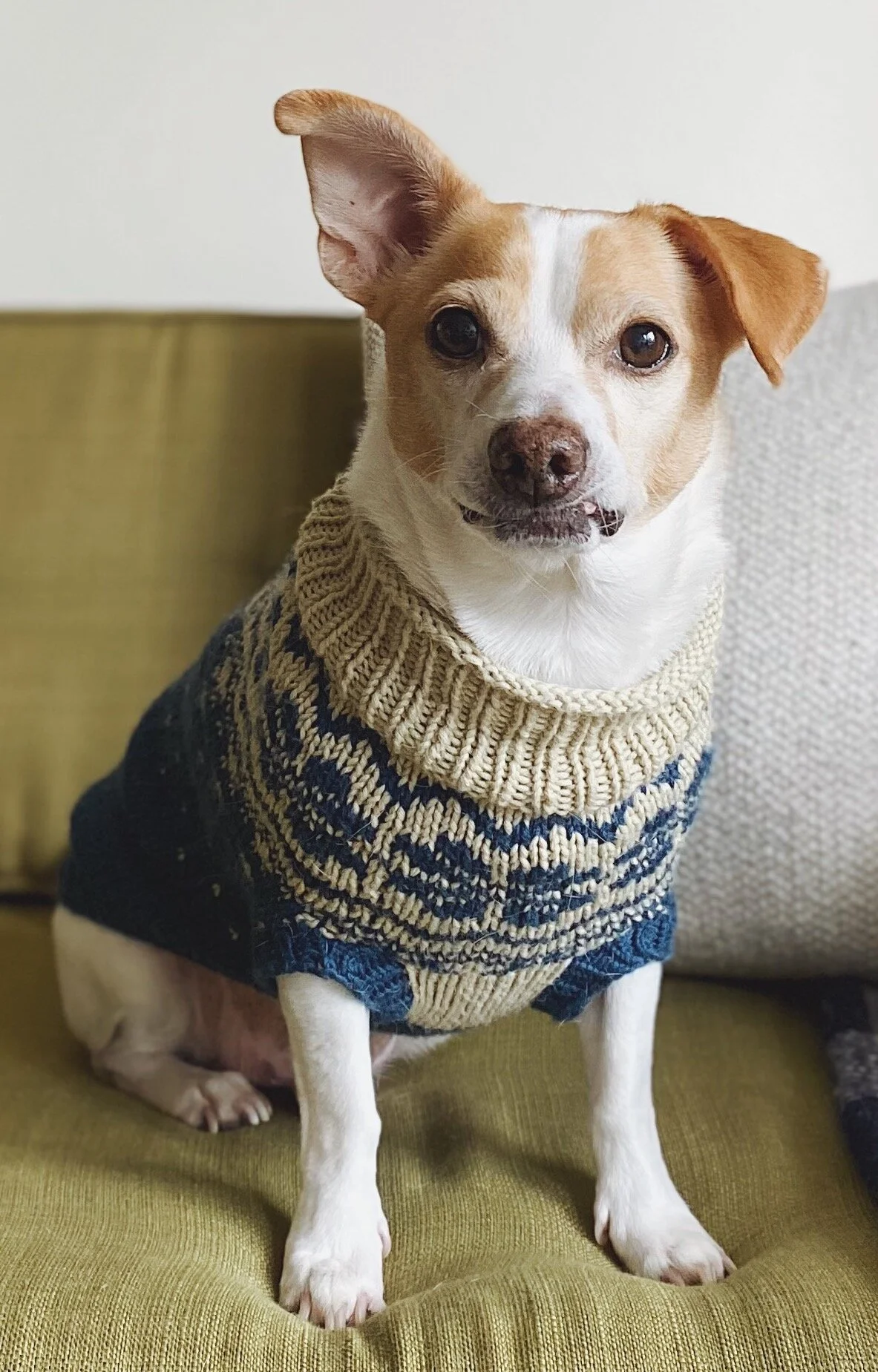 chihuahua sweaters
