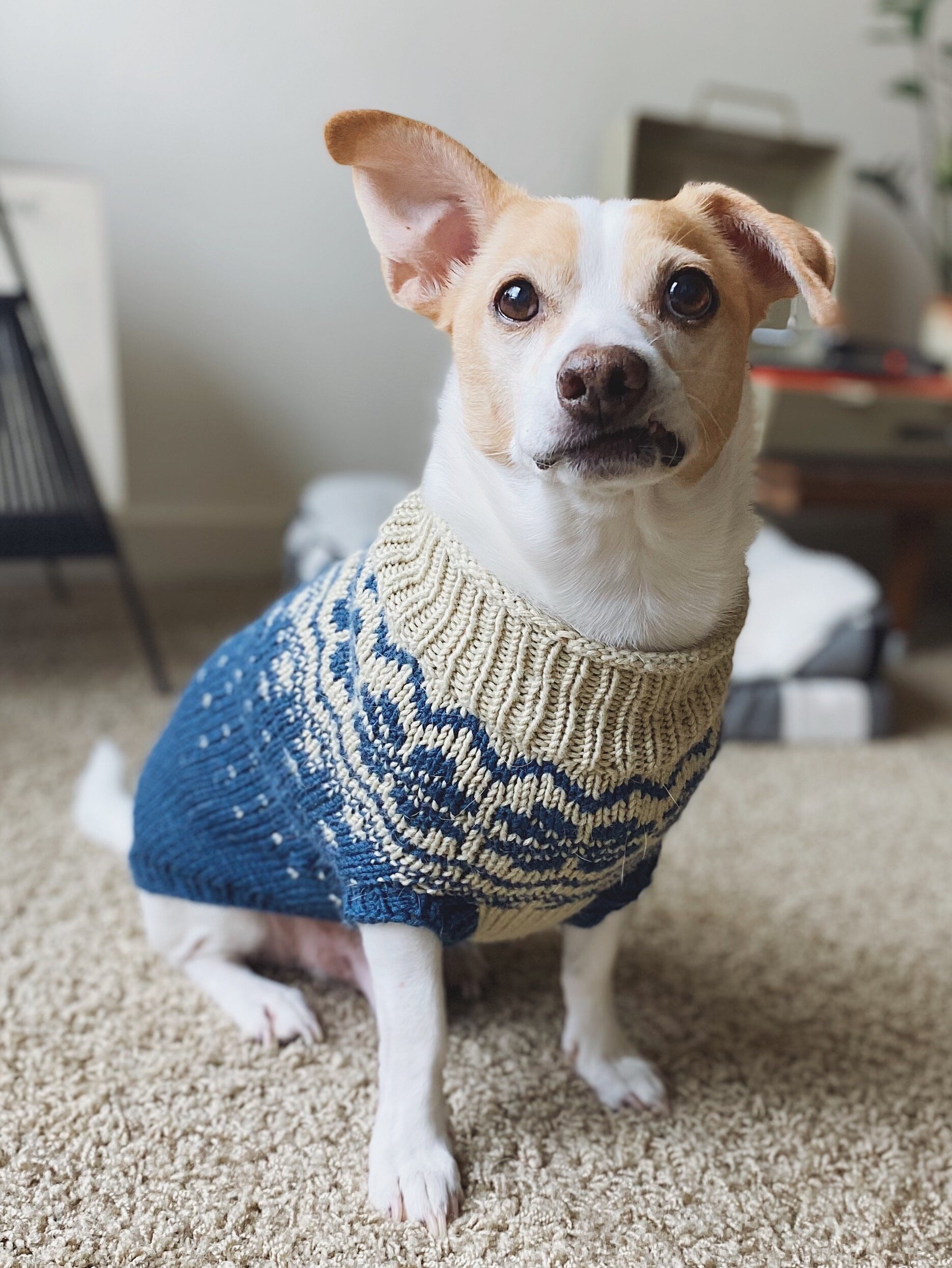 cheap puppy sweaters