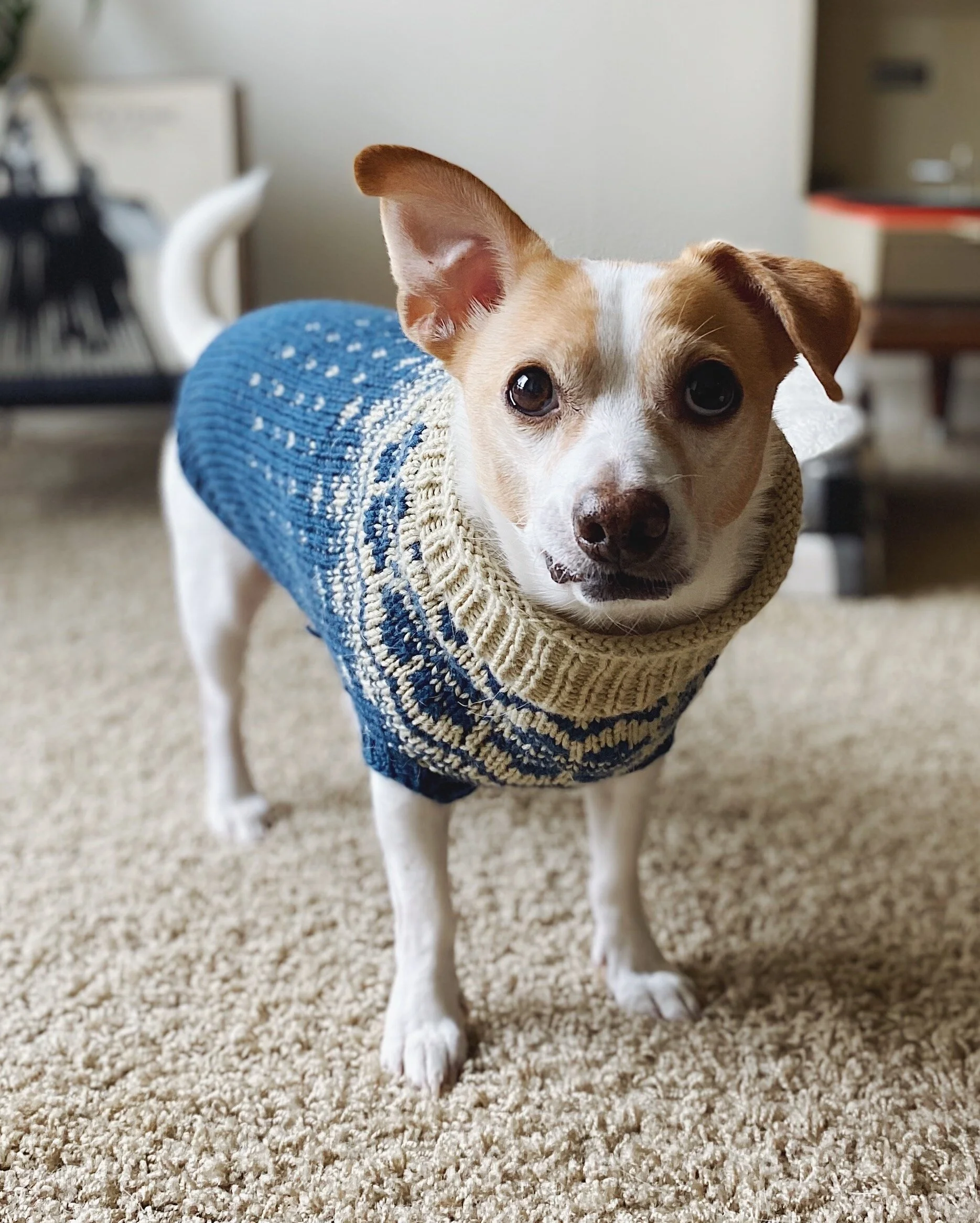 cheap puppy sweaters
