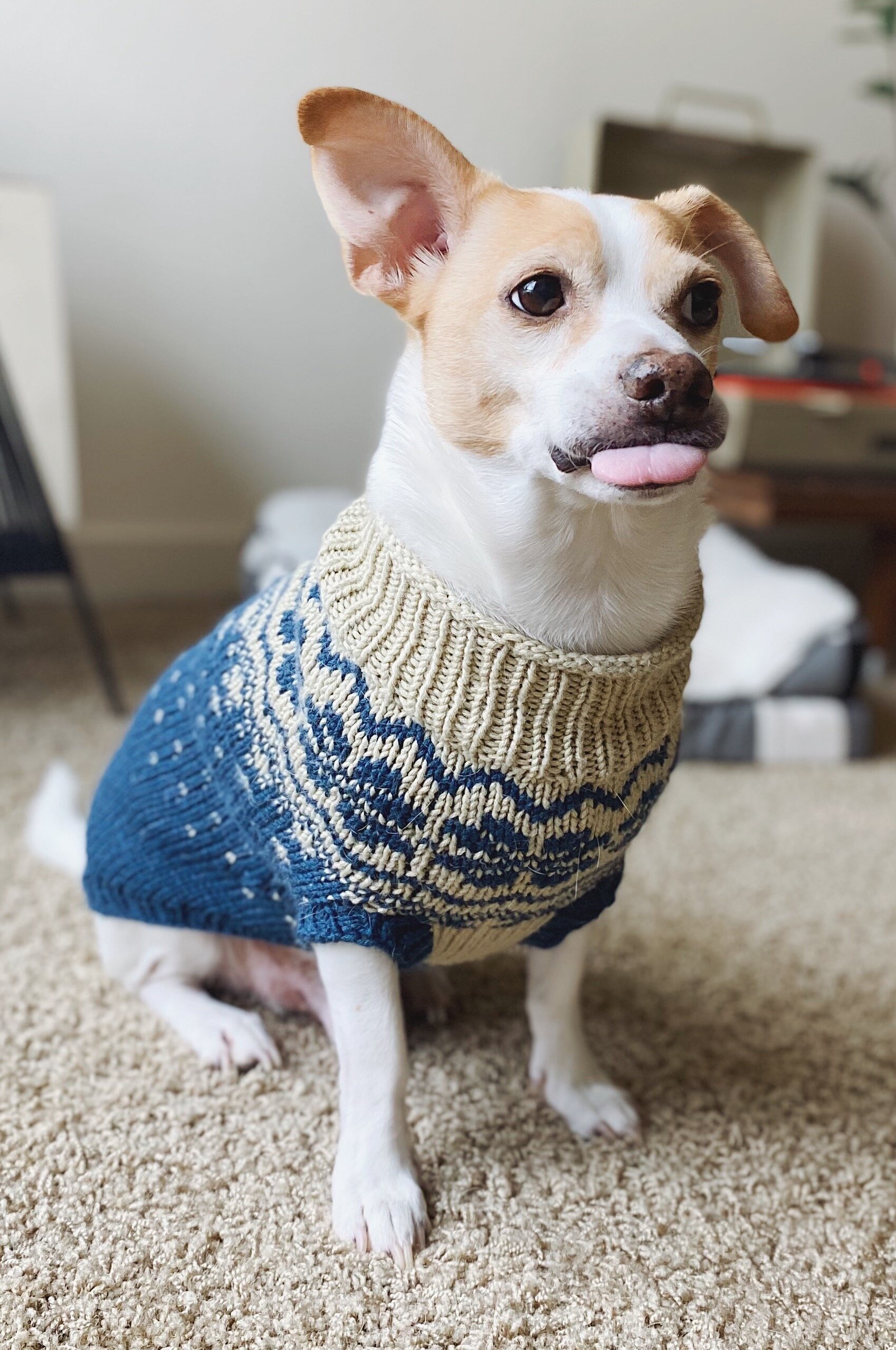 chiweenie dog sweaters