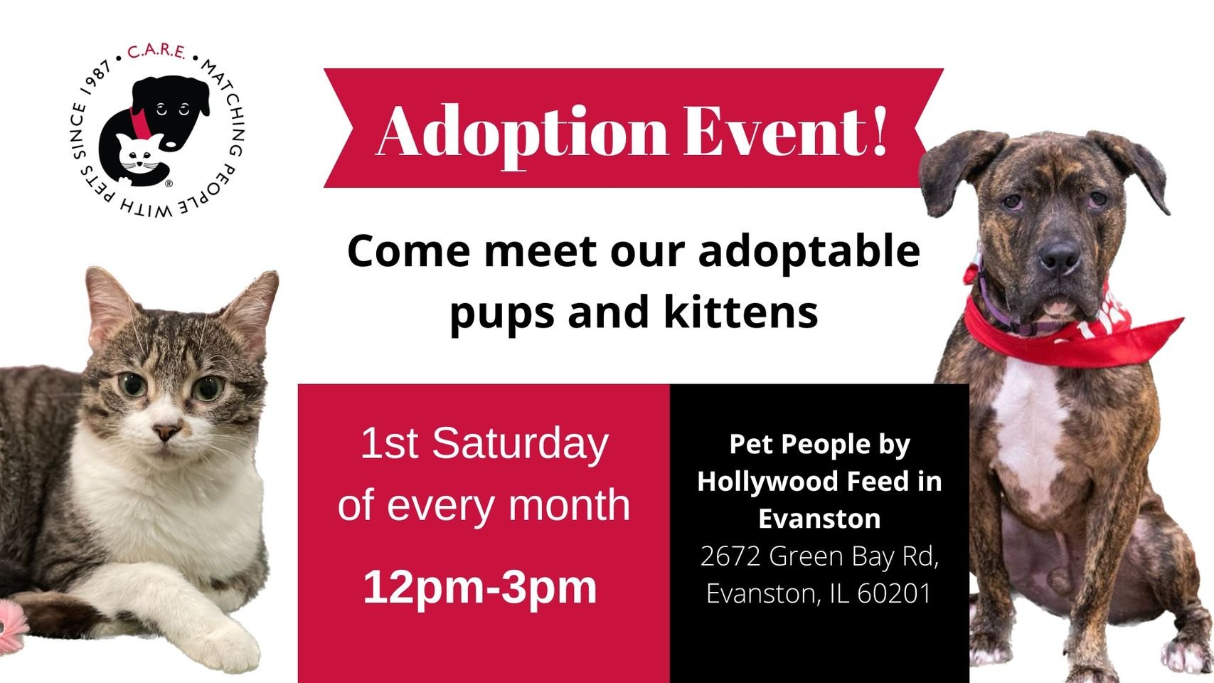 Meet Our Adoptable Cats!