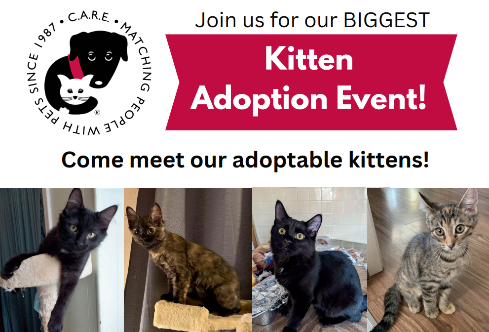 Meet Our Adoptable Cats!