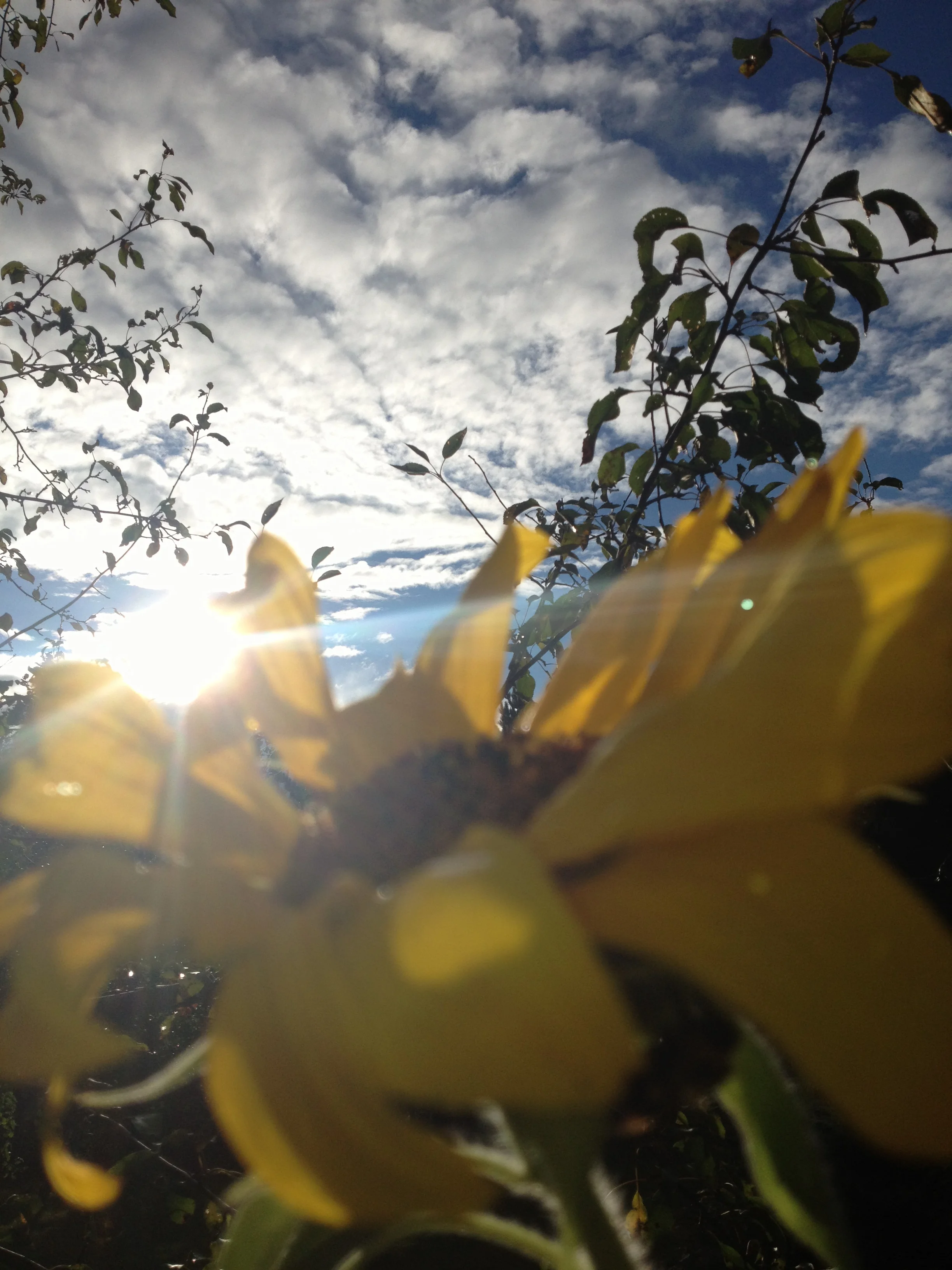 sunflower.jpg