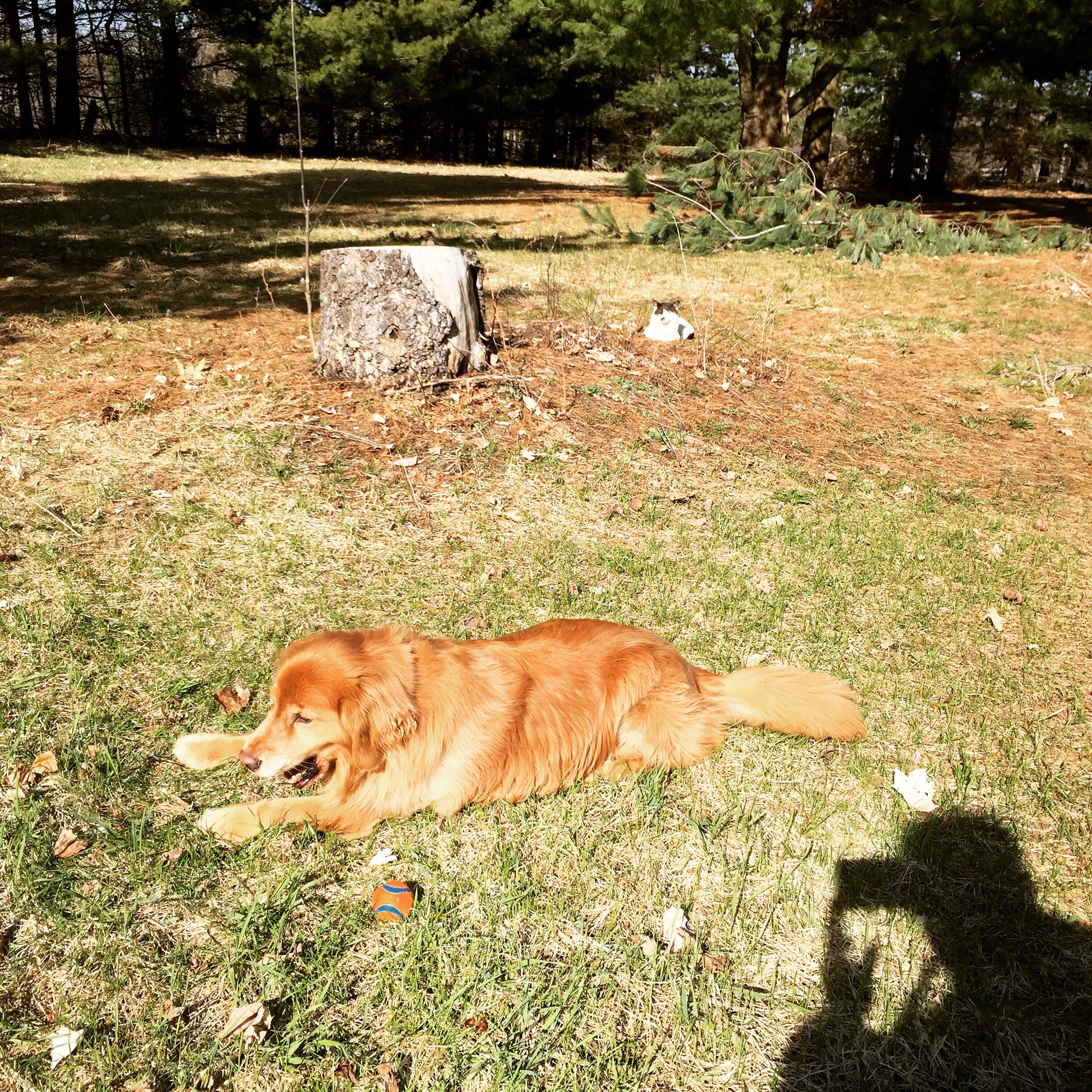 All of my snow is finally gone