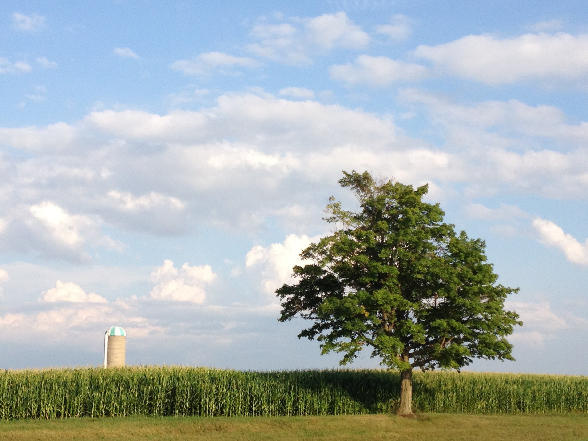 tree + silo.JPG