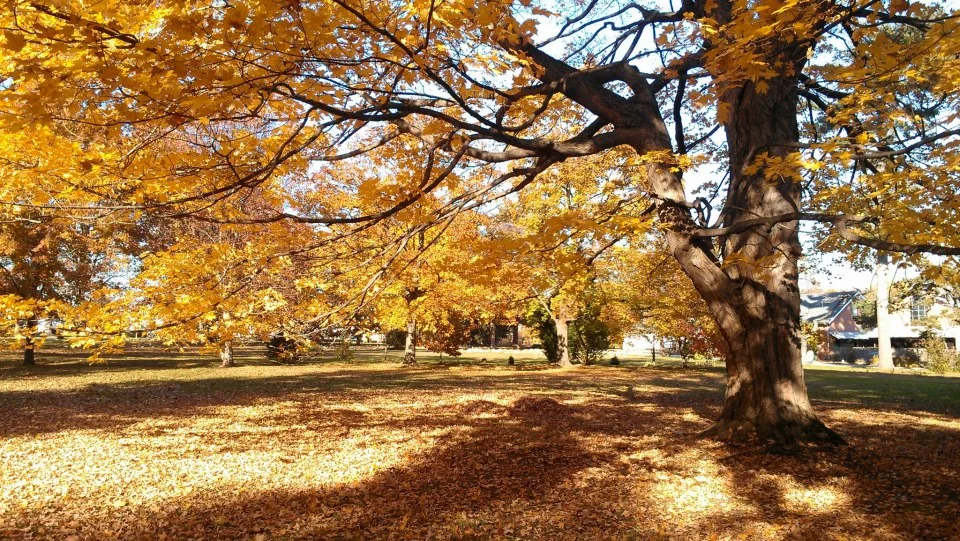 Sugar Maple.jpg