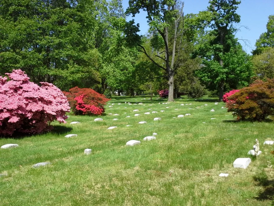 Azaleas in burial ground.jpg
