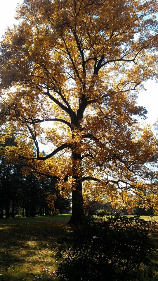 Fall tree.jpg