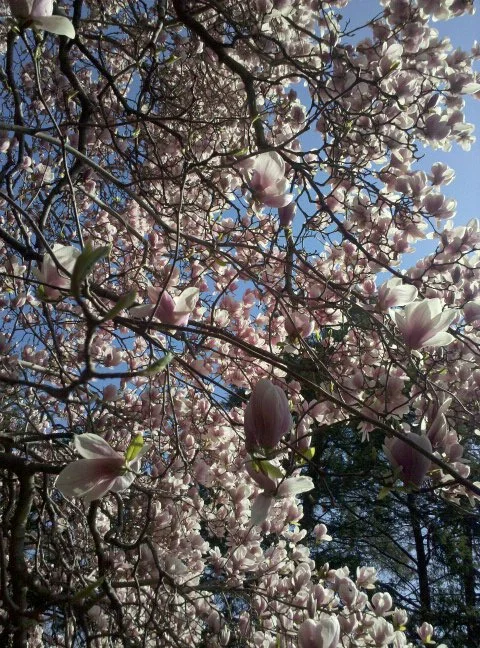 Magnolia.jpg