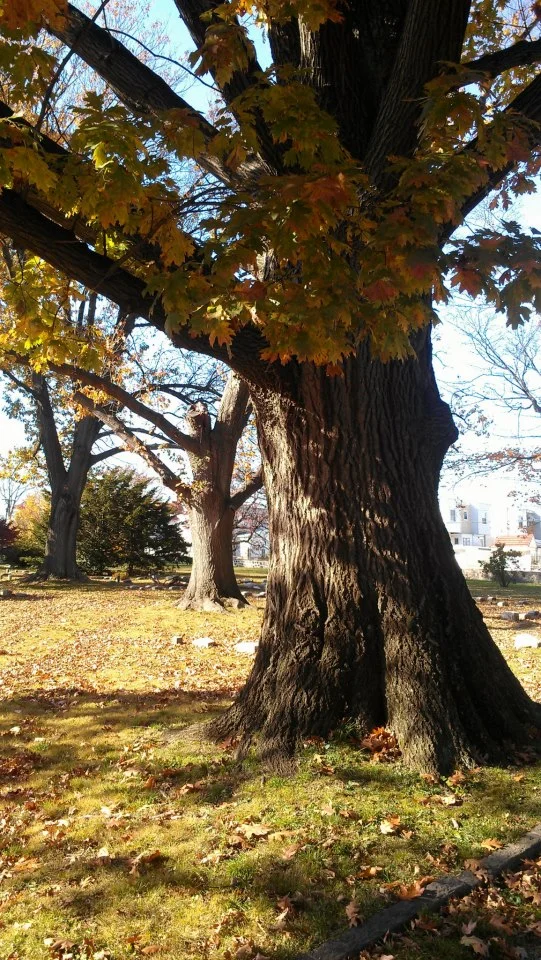 Big Maple Tree