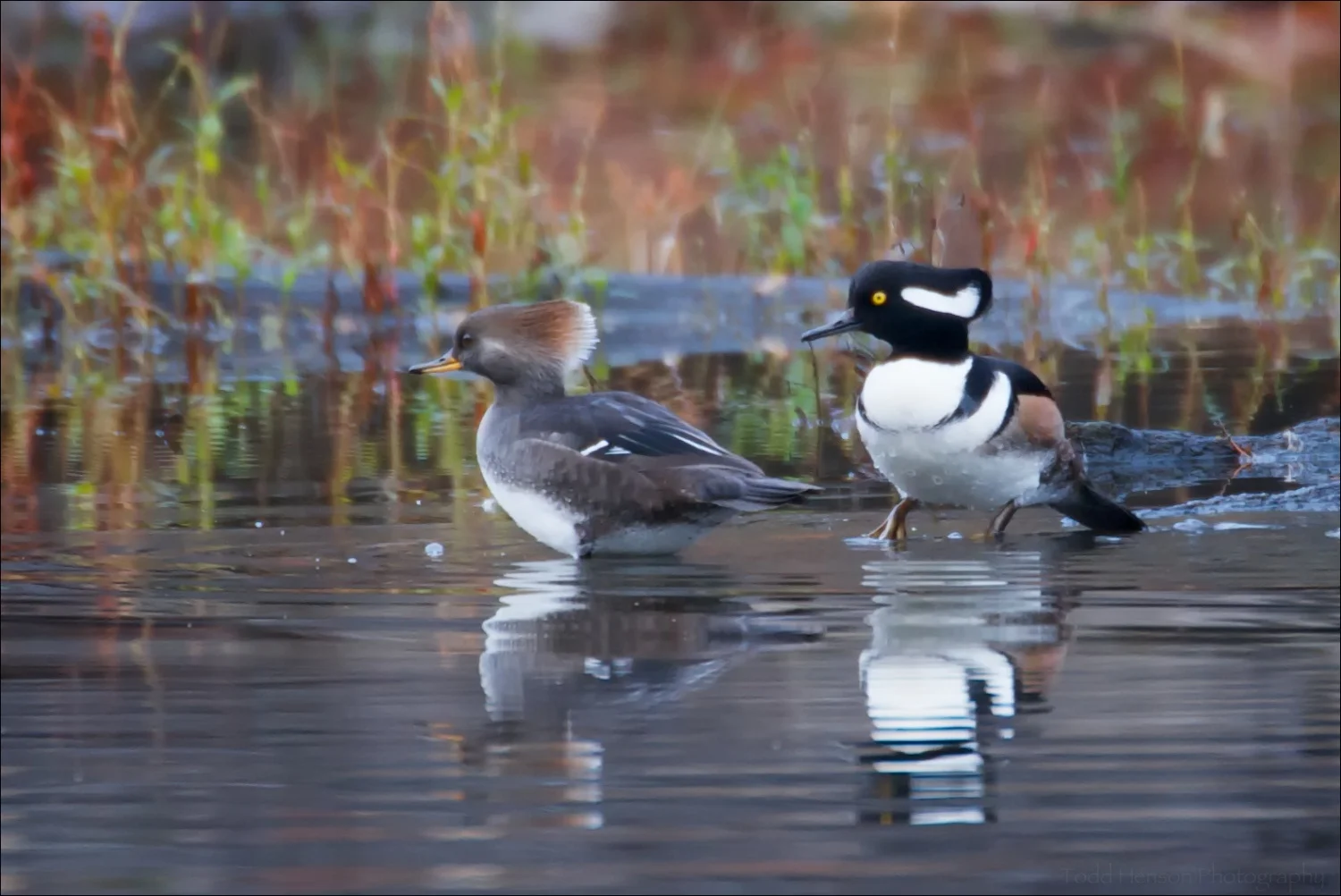 Male and female Hooded Merganser