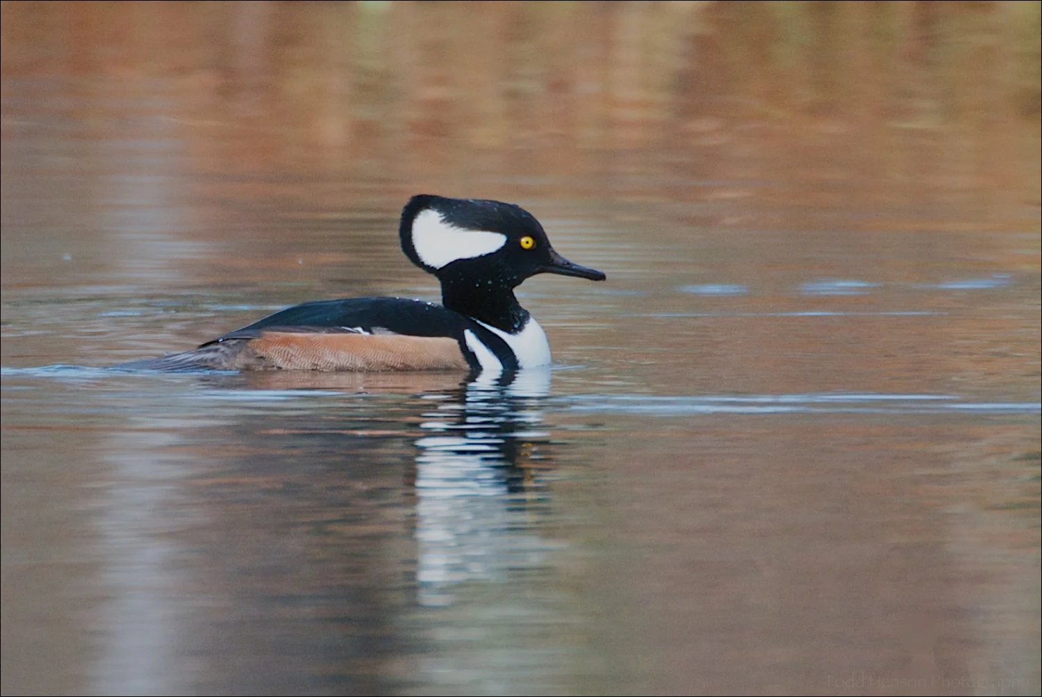 Male Hooded Merganser
