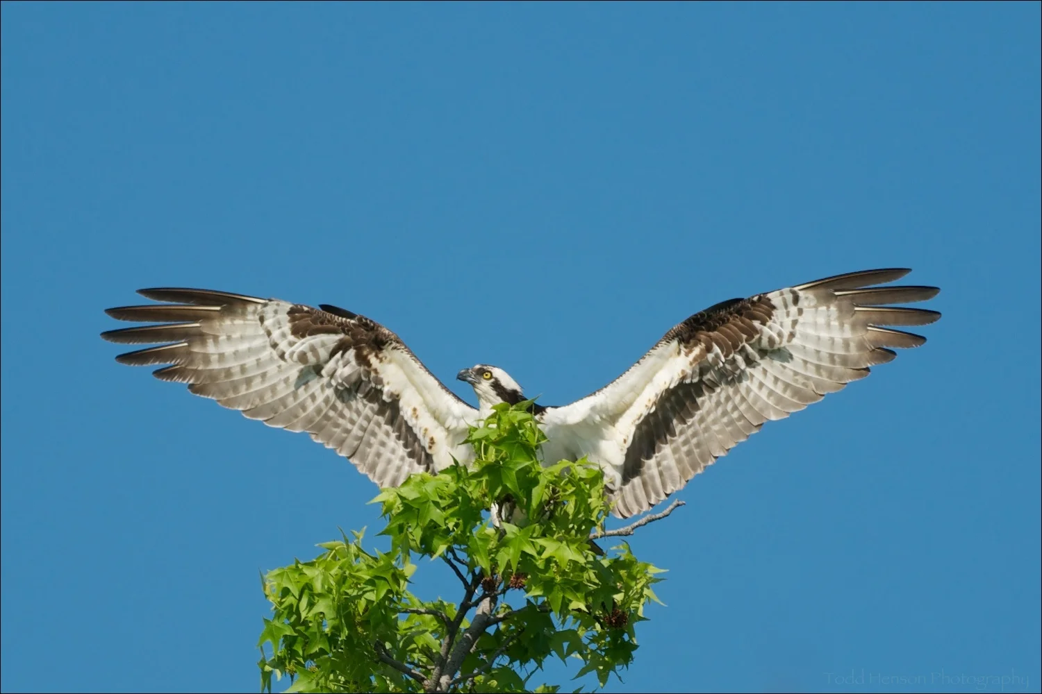 Osprey stretching. It's nest was in a tree not too far out of frame.