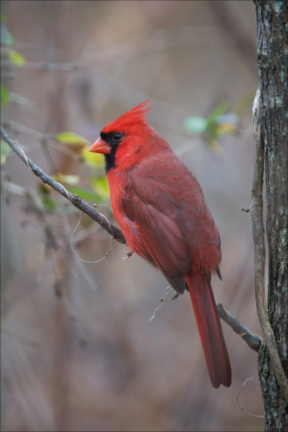 Male Northern Cardinal
