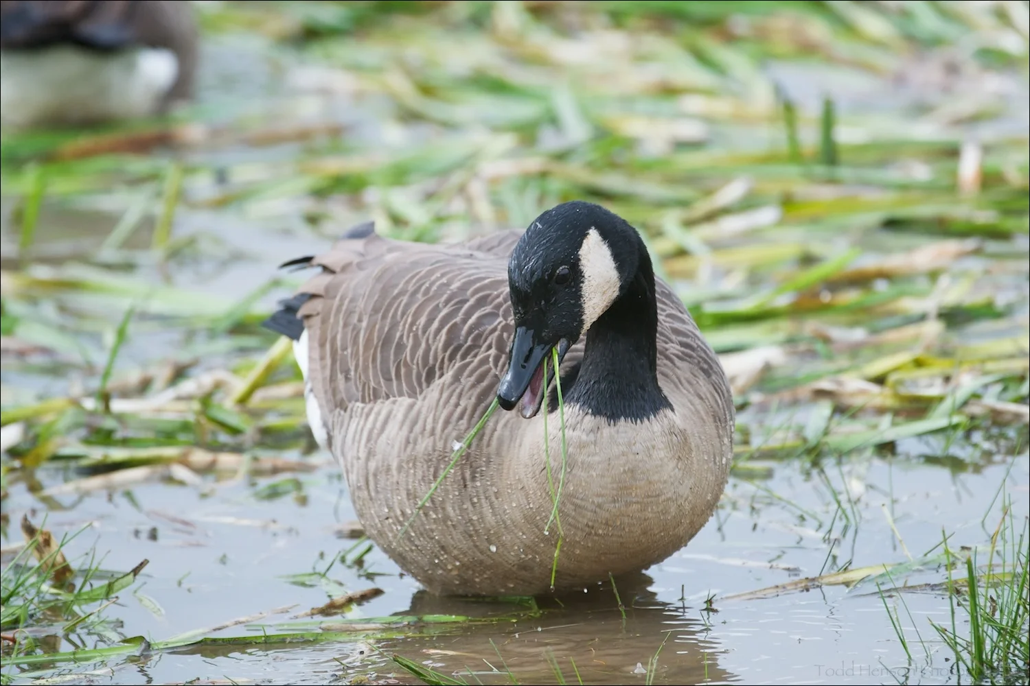 Canada Goose feeding