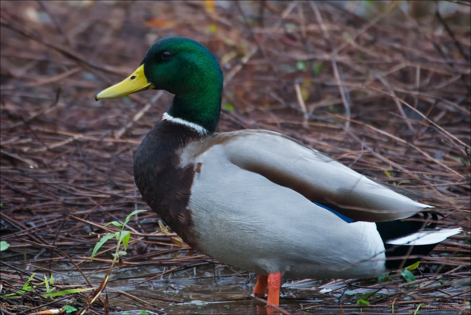 Male Mallard showing bright orange legs