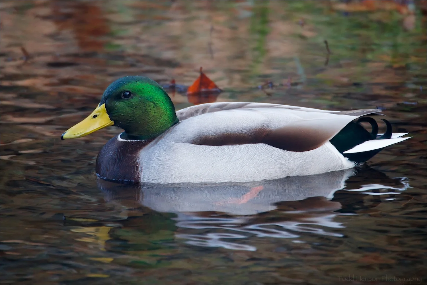 Male Mallard
