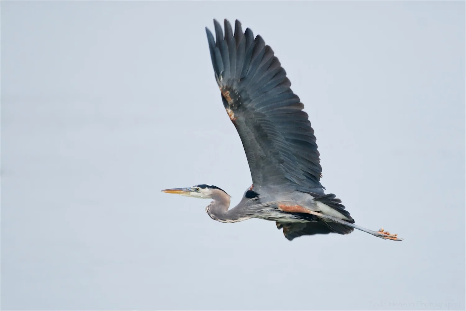 Great Blue Heron in flight. Notice the coloration on its underside.