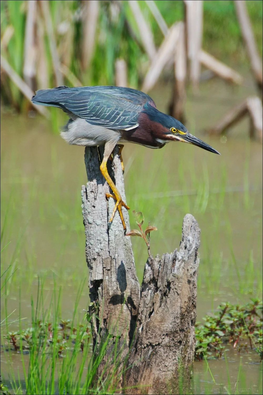 Green Heron scanning water for prey