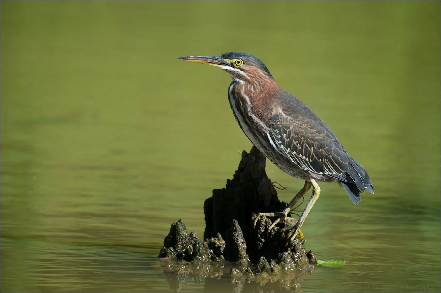 Green Heron taking a break from fishing