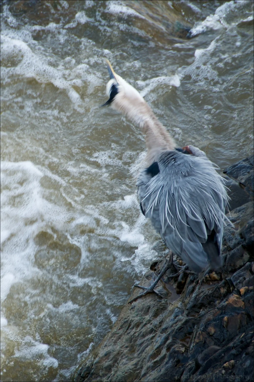 Great Blue Heron giving it a really good shake