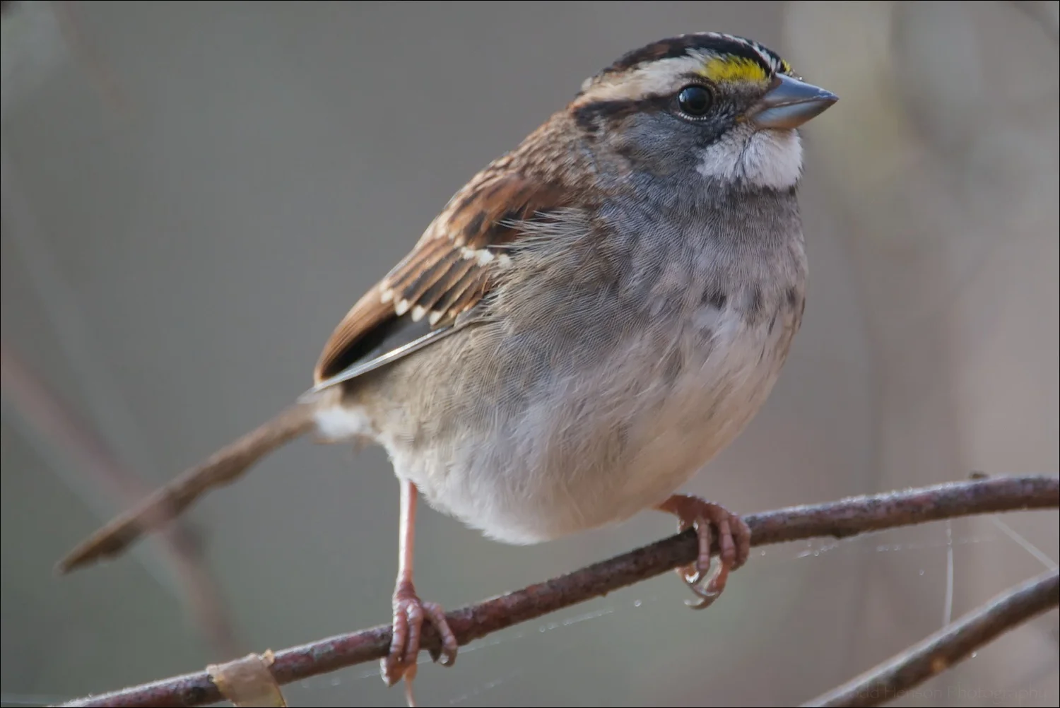 This White-throated Sparrow was one of the first birds to land very close to me after I started using a longer lens. It must have been just within my minimum focusing distance.