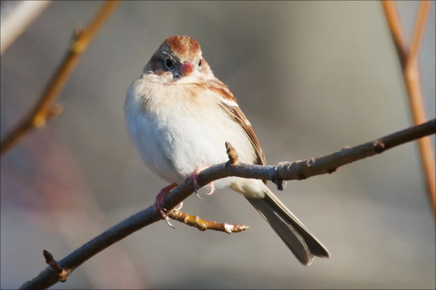Field Sparrow, note the pinkish bill