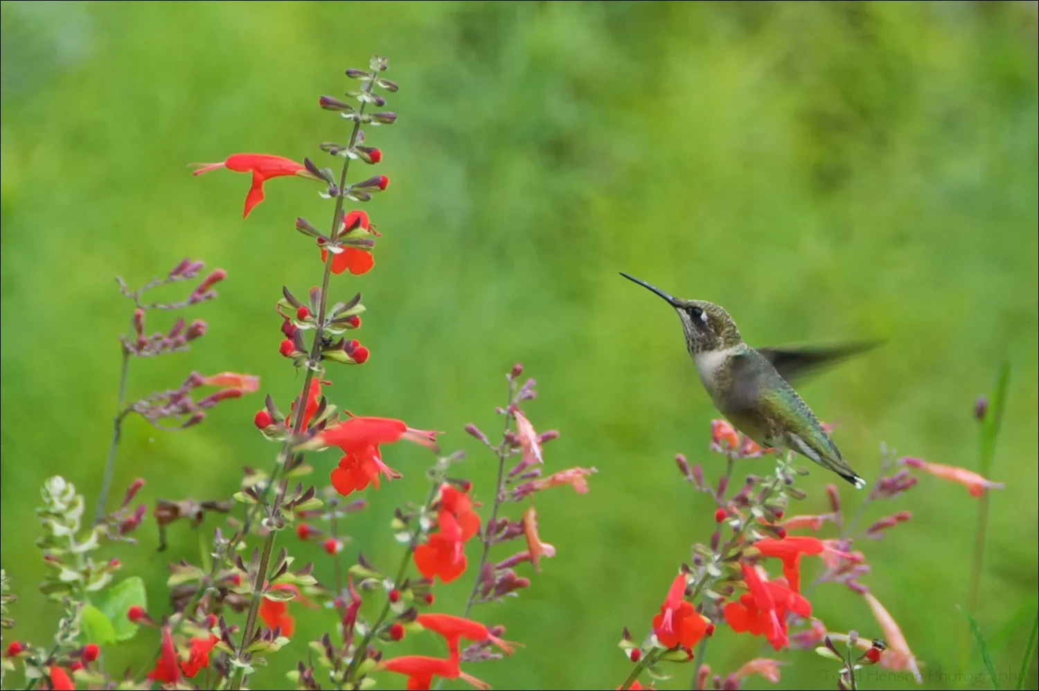 Female Ruby-throated Hummingbird