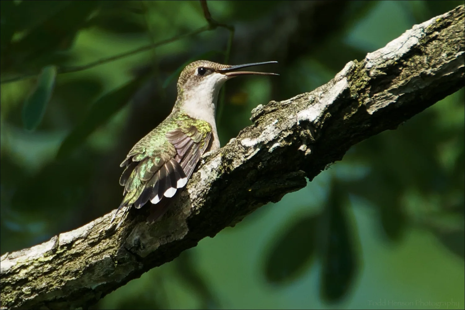 Female Ruby-throated Hummingbird in tree