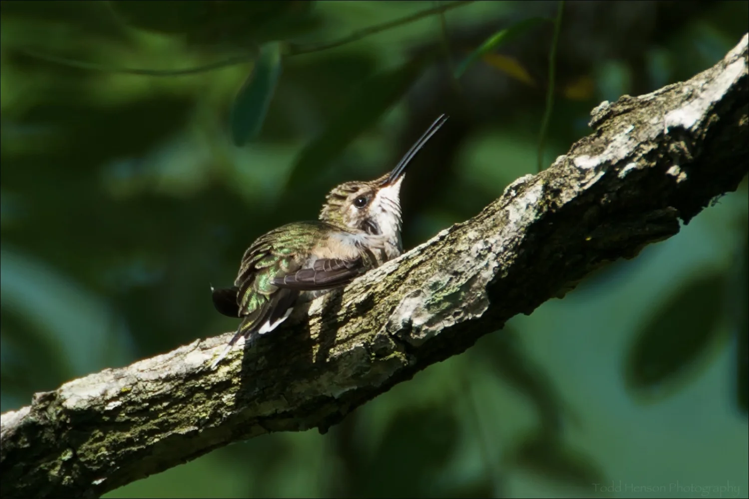 Female Ruby-throated Hummingbird scratching an itch