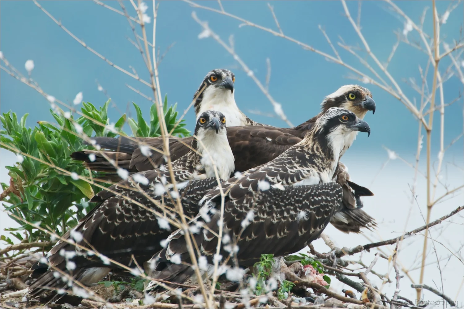 Osprey mother and three juveniles feeding on fish in nest. The juveniles have the more orange eyes, the mother's are more yellow. Also notice, the juvenile still have light colored feather tips, the adults are solid brown. The remains of the fish are at the foremost Osprey's feet.