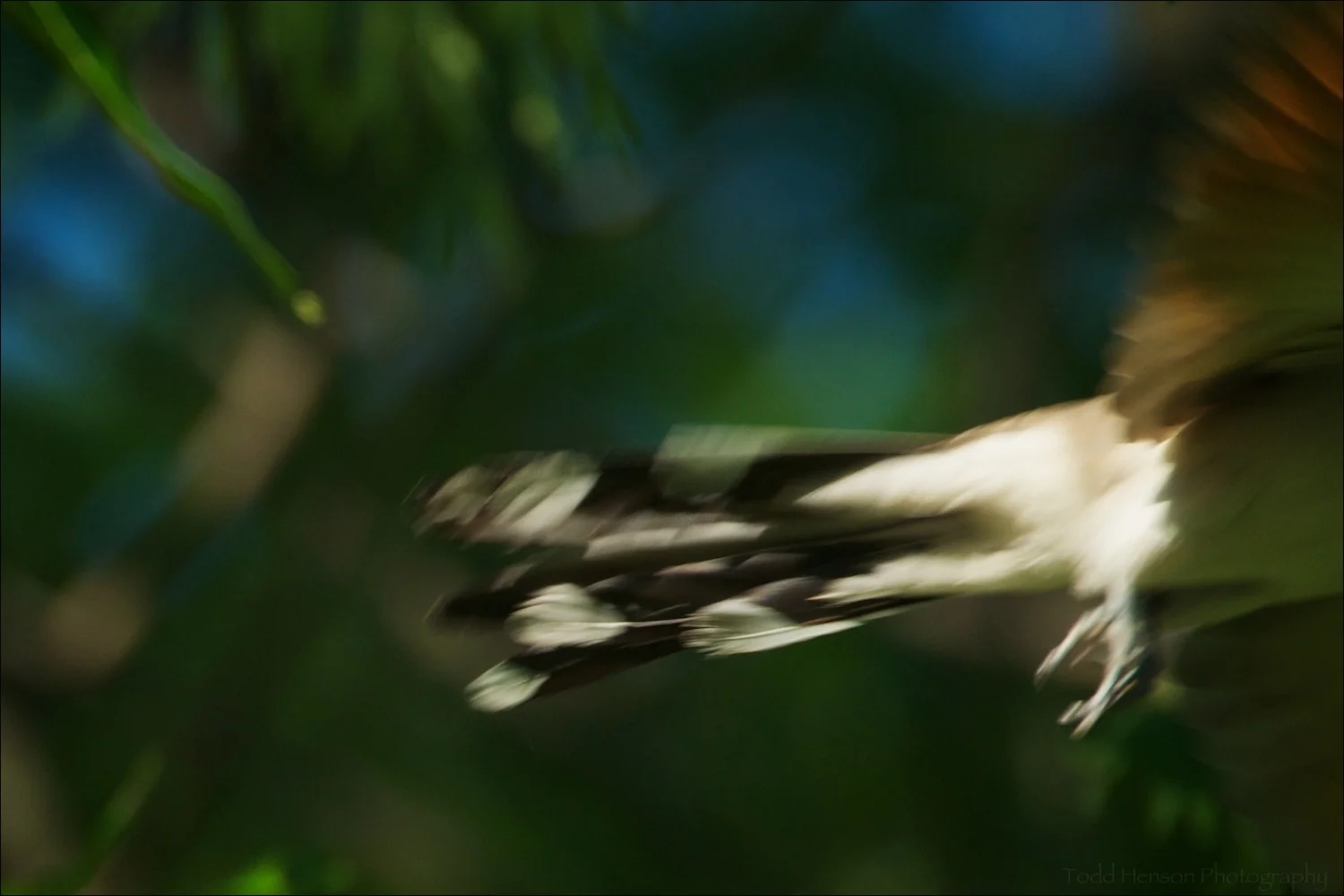 Yellow-billed Cuckoo flying away. Out of focus and I missed the majority of the bird, but notice the pattern of the tail feathers.