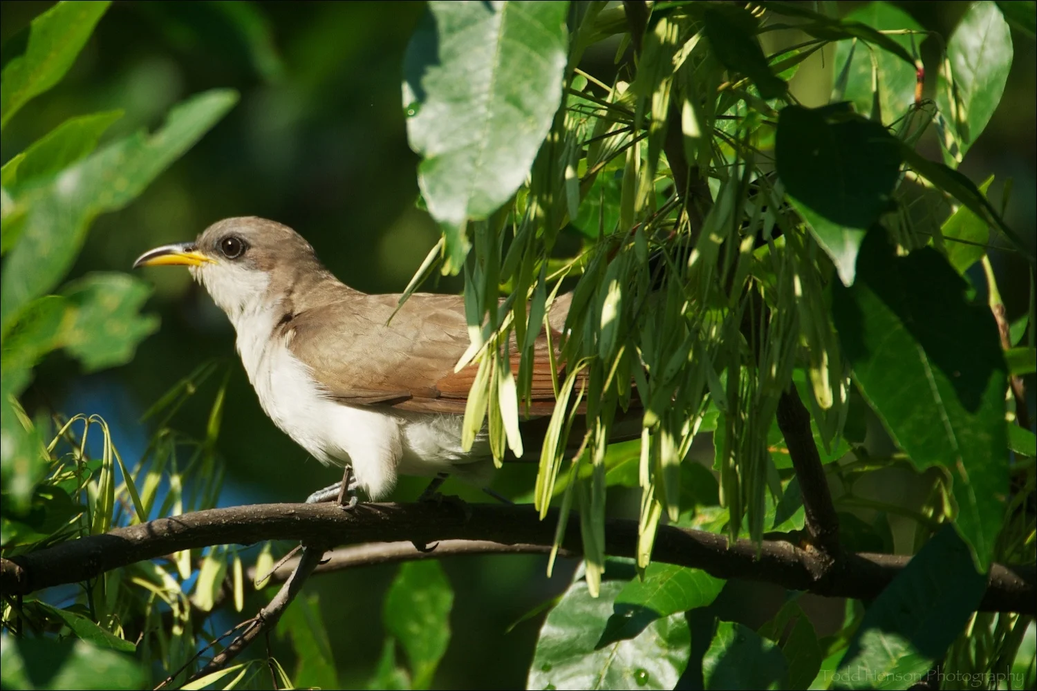 Yellow-billed Cuckoo