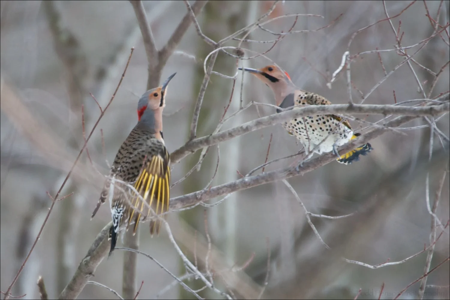A standoff between two male Northern Flicker