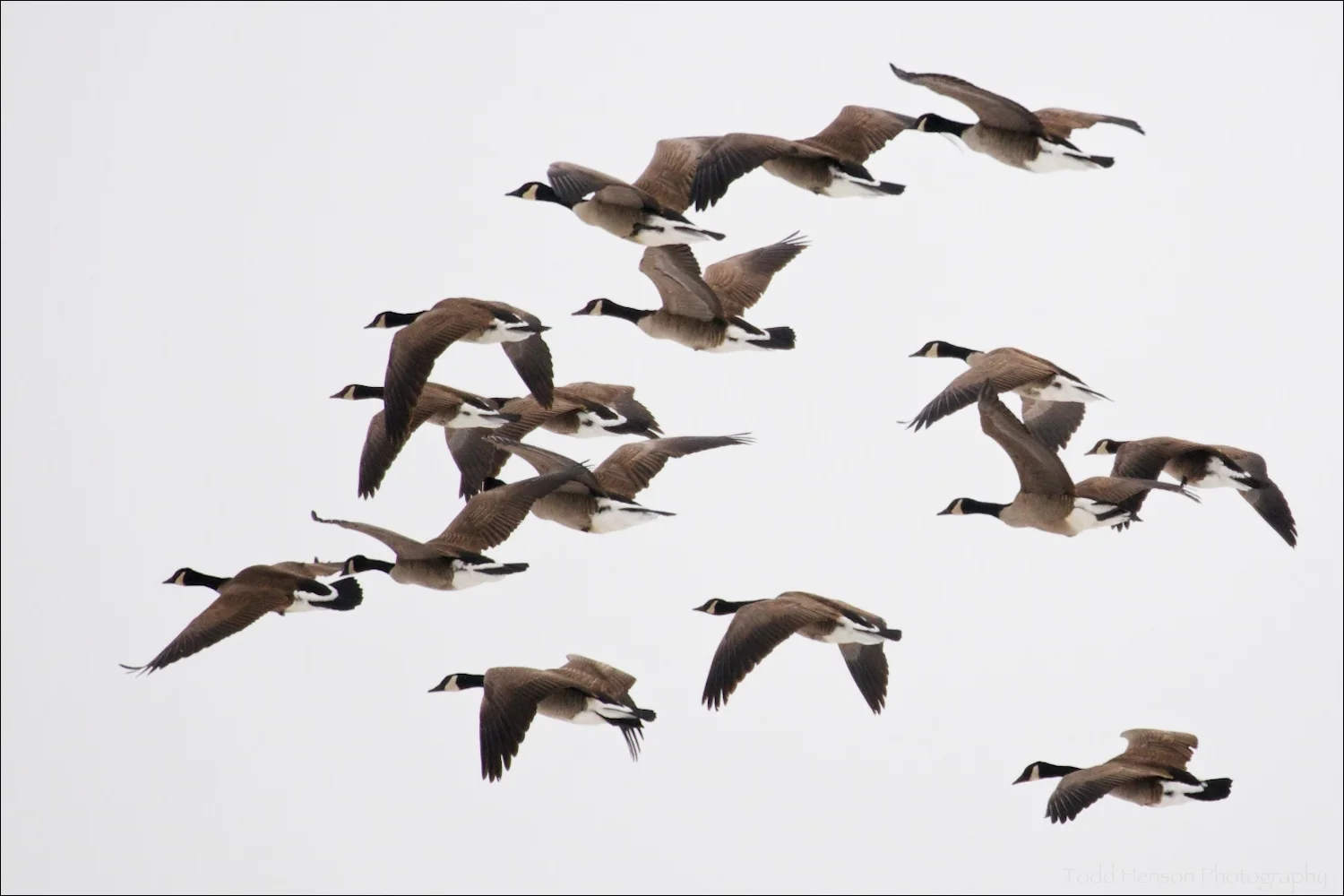 Group of Canada Geese in flight