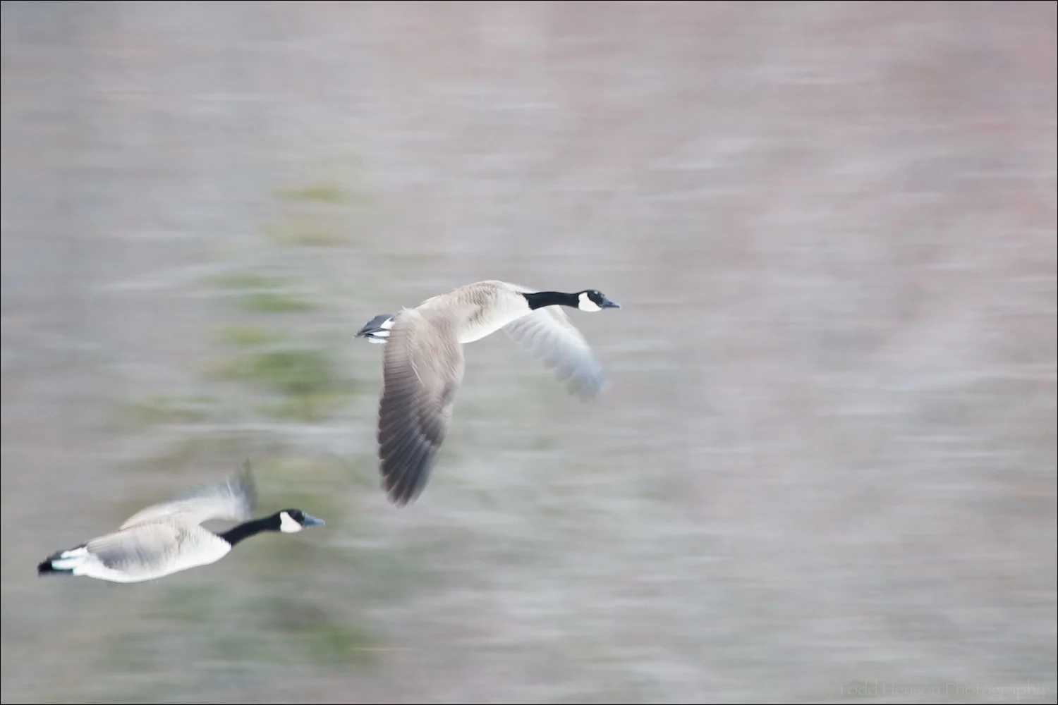 Panning photo of a pair of Canada Geese