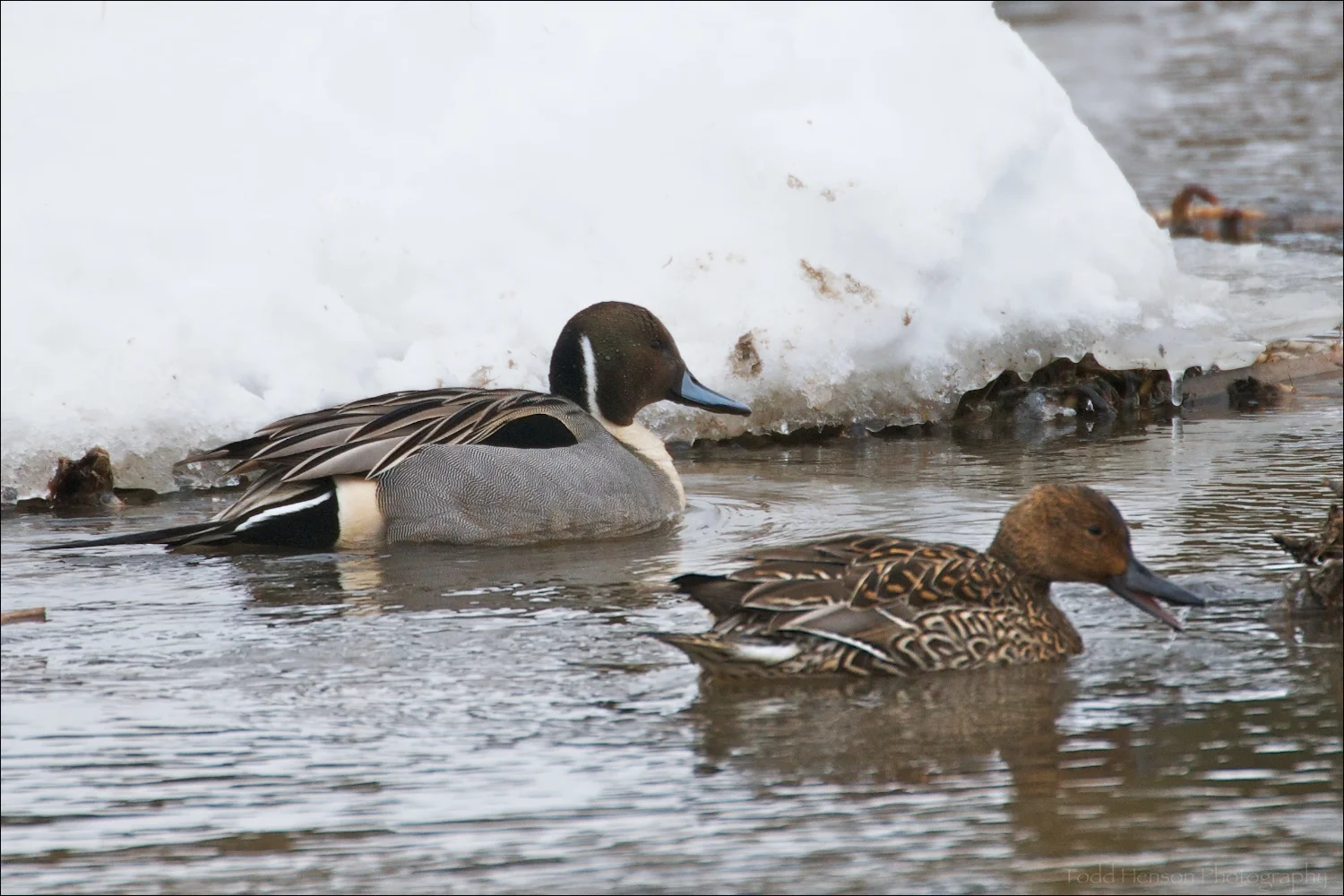 Male and female Northern Pintail