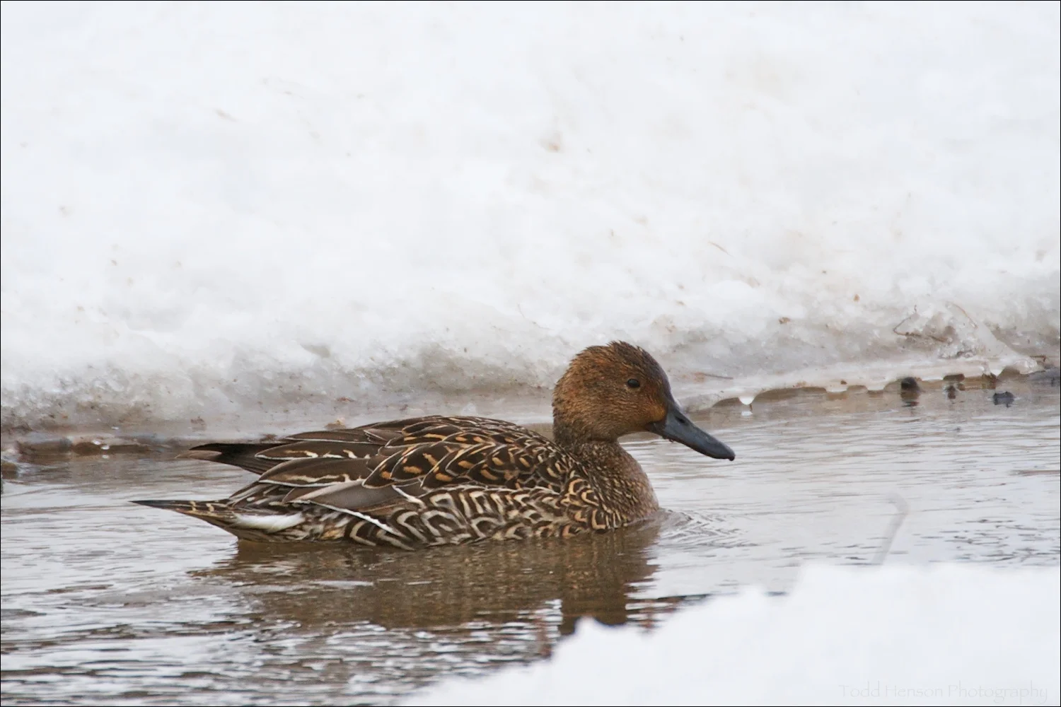 Female Northern Pintail
