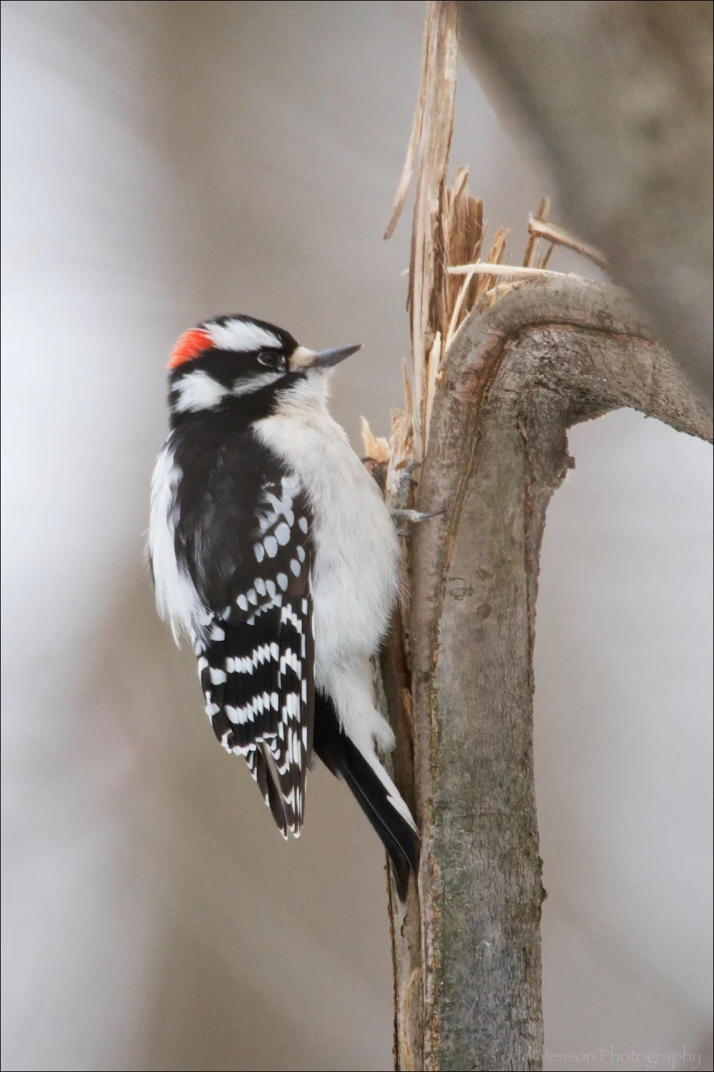 Male Downy Woodpecker taking advantage of a cracked tree