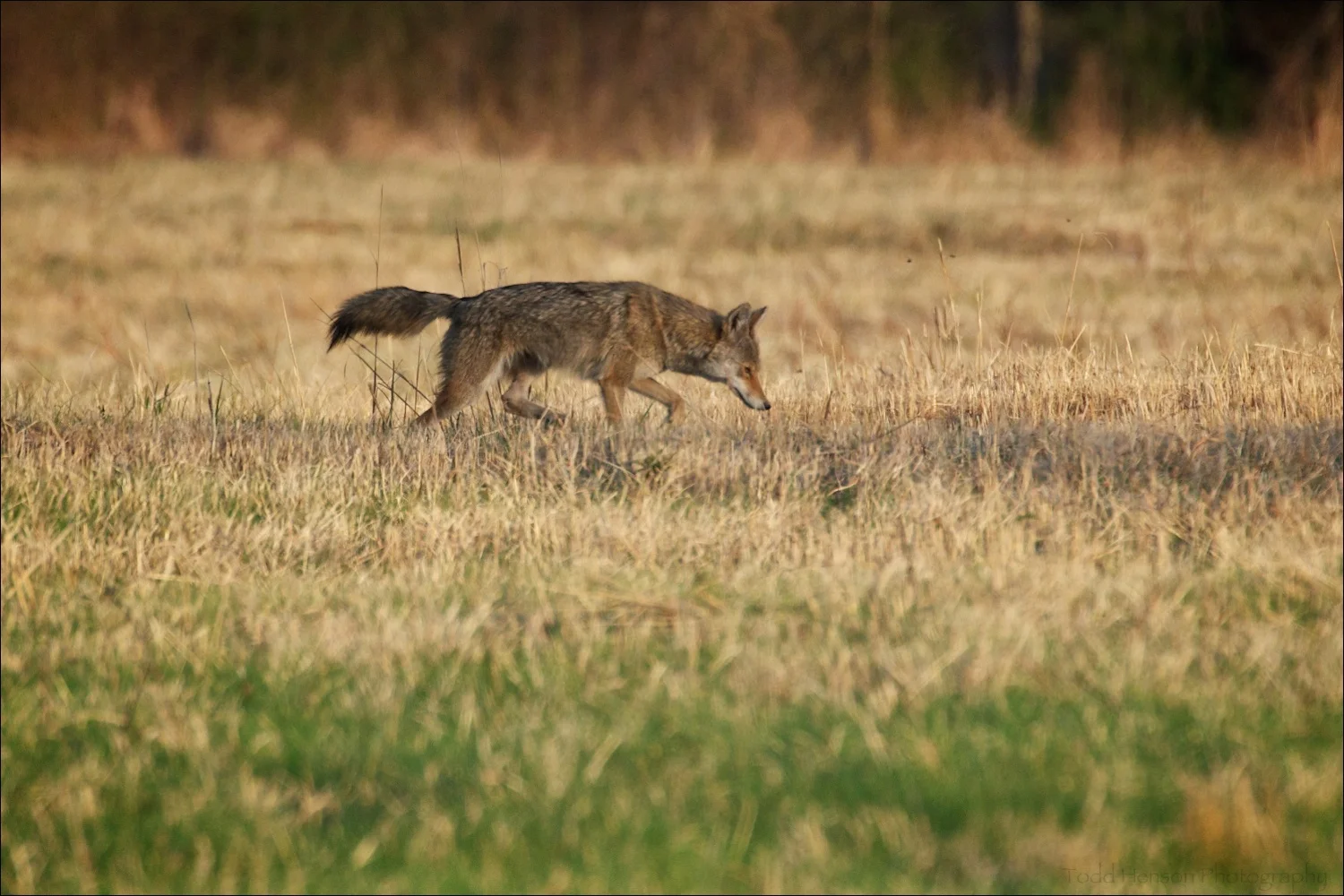 Coyote limping through field