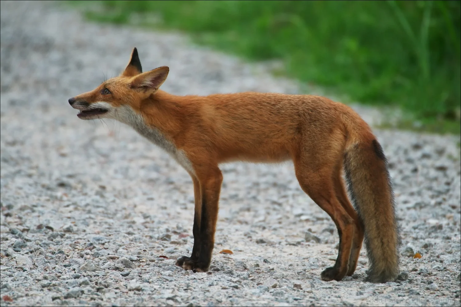 Young red fox pausing on trail perhaps 10-15 feet away