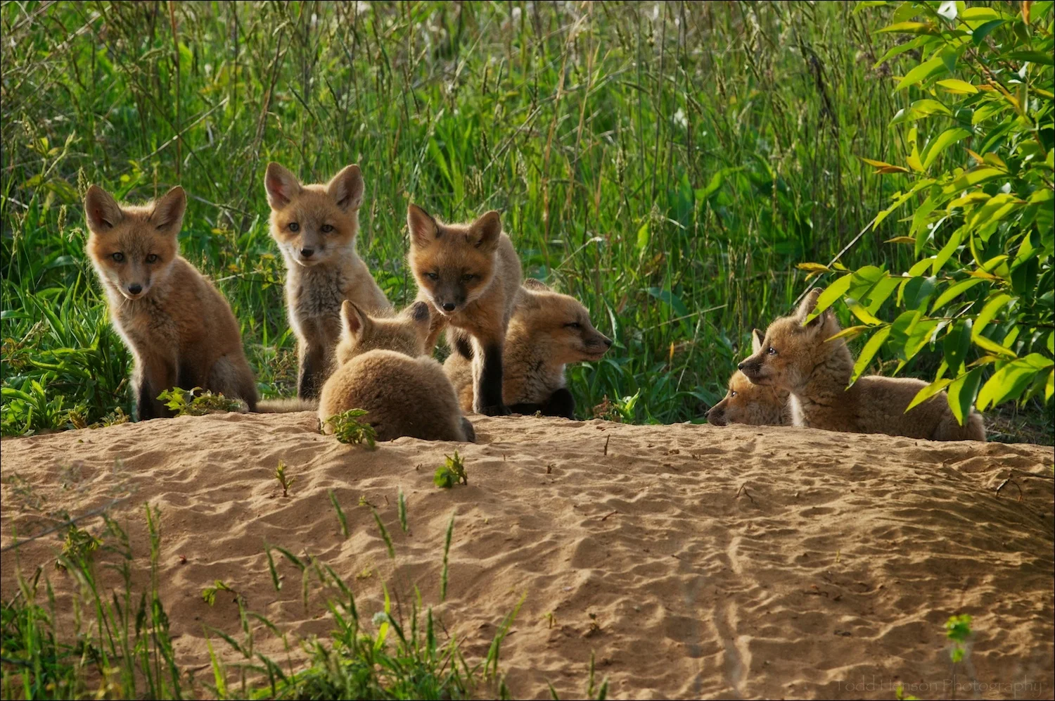 Seven red fox kit resting at the den late afternoon